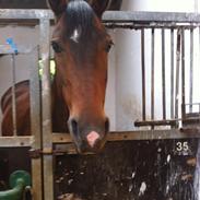 Dansk Varmblod Isabell [min part]