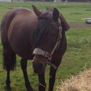 Anden særlig race Nina