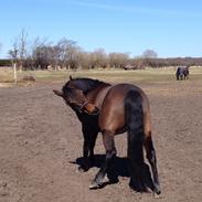 Anden særlig race Nina