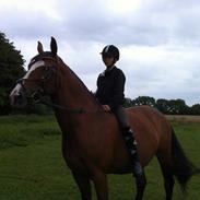 Dansk Varmblod Tulle thusgård