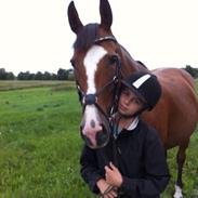 Dansk Varmblod Tulle thusgård