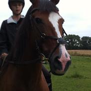 Dansk Varmblod Tulle thusgård