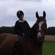 Dansk Varmblod Tulle thusgård