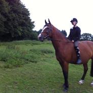 Dansk Varmblod Tulle thusgård