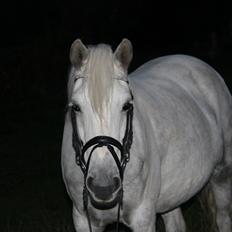 Welsh Partbred (Sec F) Klintholms Miss Shania