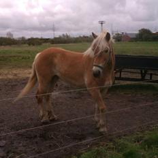 Haflinger Levina