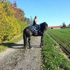 Frieser Branco af Stasevang