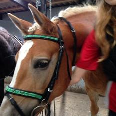 Haflinger sunshine *my soulmate*<3