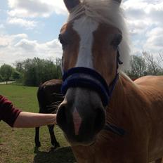 Haflinger sunshine *my soulmate*<3