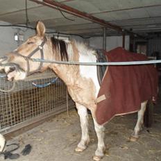 Anden særlig race Alexandra <33