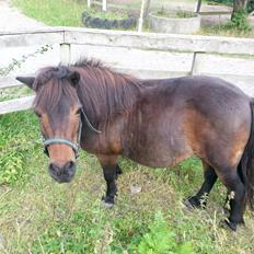 Shetlænder Alleropnords Melissa   (passede hende)