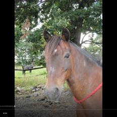 New Forest Skovbæks Stjerne 