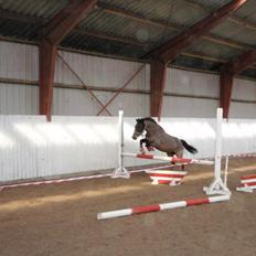 New Forest Skovbæks Stjerne 