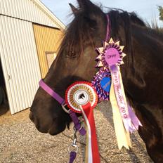 Fell pony Green Meadow Fleur