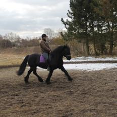 Fell pony Green Meadow Fleur