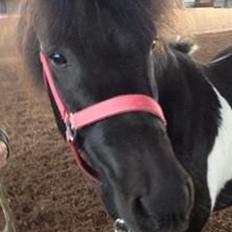 Islænder Kjartan fra Bilsebjerg