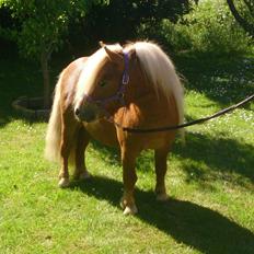 Shetlænder Vestbjergs Thomas (Bårdjer)