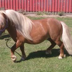 Shetlænder Vestbjergs Thomas (Bårdjer)