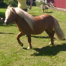 Shetlænder Vestbjergs Thomas (Bårdjer)
