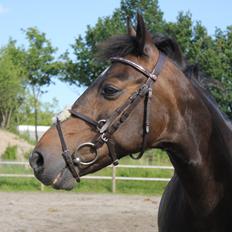 Hollandsk Sportspony Mistery Girl