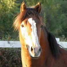 DSP Fredbo´s Rondo Royal<3