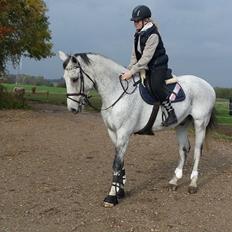 Dansk Varmblod Carneval Fever