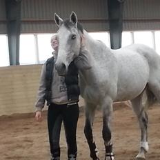 Dansk Varmblod Carneval Fever