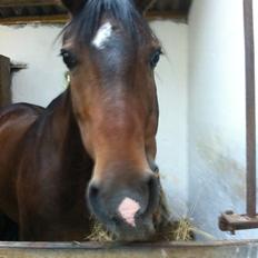 Dansk Varmblod Isabell [min part]