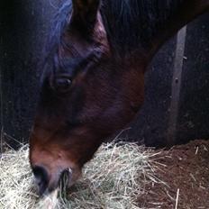 Dansk Varmblod Isabell [min part]