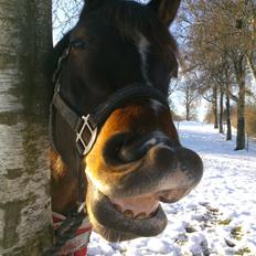 Anden særlig race Lucky