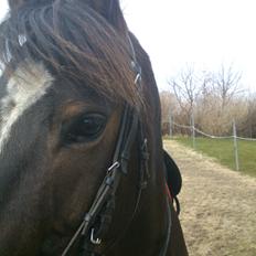 Anden særlig race Lucky