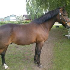 Anden særlig race Lucky