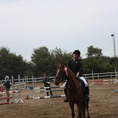 Anden særlig race Sir Ivanhoe