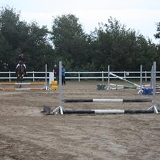 Anden særlig race Sir Ivanhoe