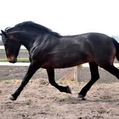 Koldblodstraver Bergtilda *Tilde*. SOULMATE <3