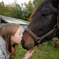 Koldblodstraver Bergtilda *Tilde*. SOULMATE <3