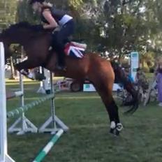 Dansk Varmblod Ellegaards Atea