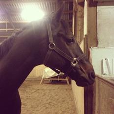 Dansk Varmblod Renoir