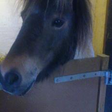 Shetlænder Hedens Madonna (Sandie)