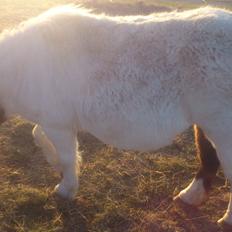 Shetlænder Hedens Madonna (Sandie)