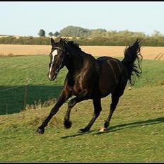 Oldenborg Landino