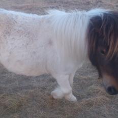 Shetlænder Hedens Madonna (Sandie)