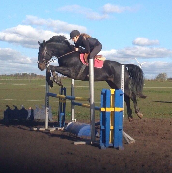 Anden særlig race Sweet Alexander billede 19