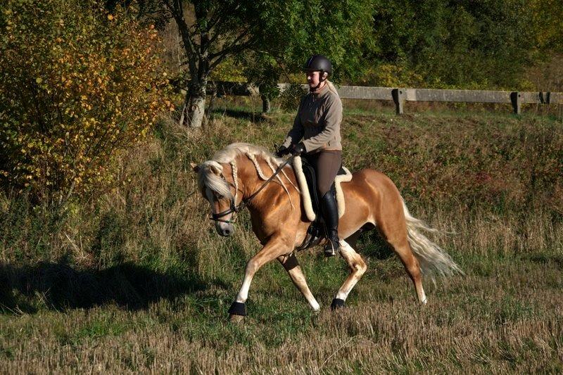 Haflinger Baflo af Brunbjerg - Avlshingst - Taget af Jette :) billede 11