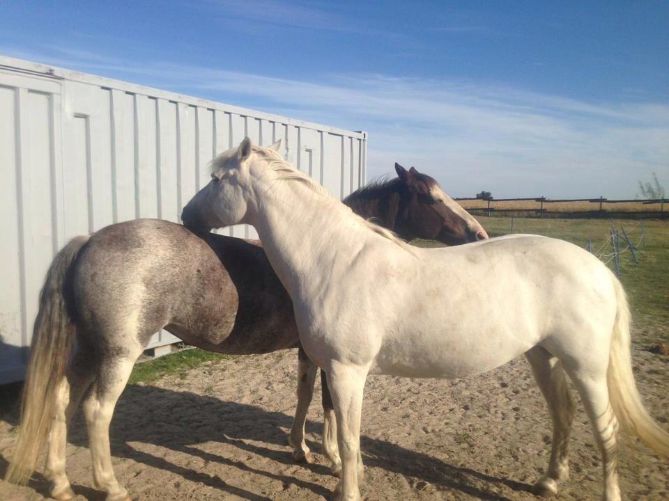 Anden særlig race Solvanggaards Snoopy billede 13