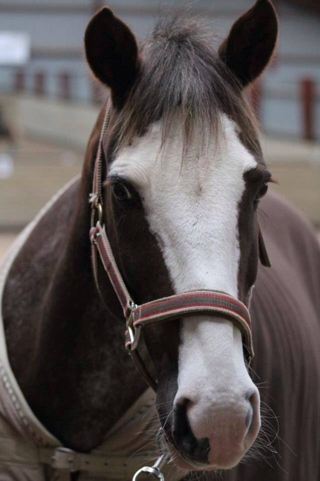 Anden særlig race Solvanggaards Snoopy billede 14