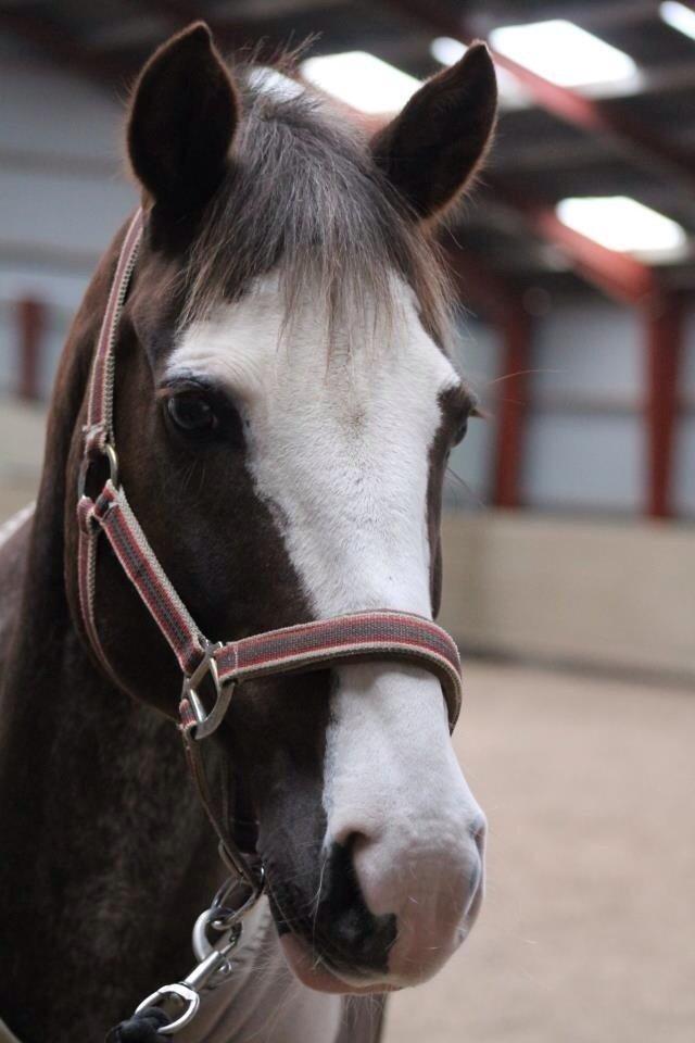 Anden særlig race Solvanggaards Snoopy billede 16