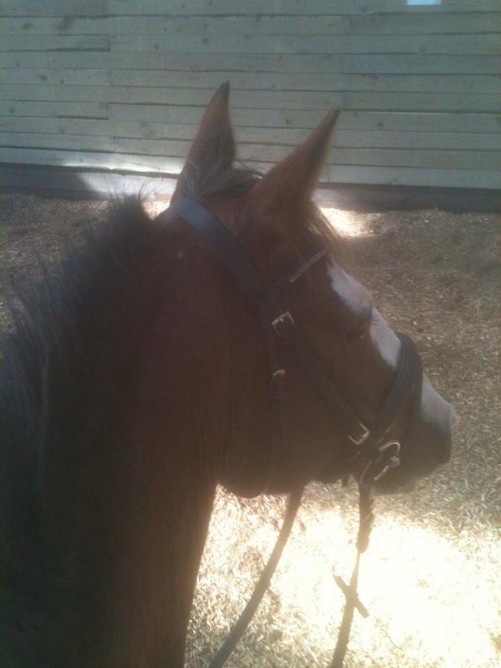 Anden særlig race Solvanggaards Snoopy billede 17