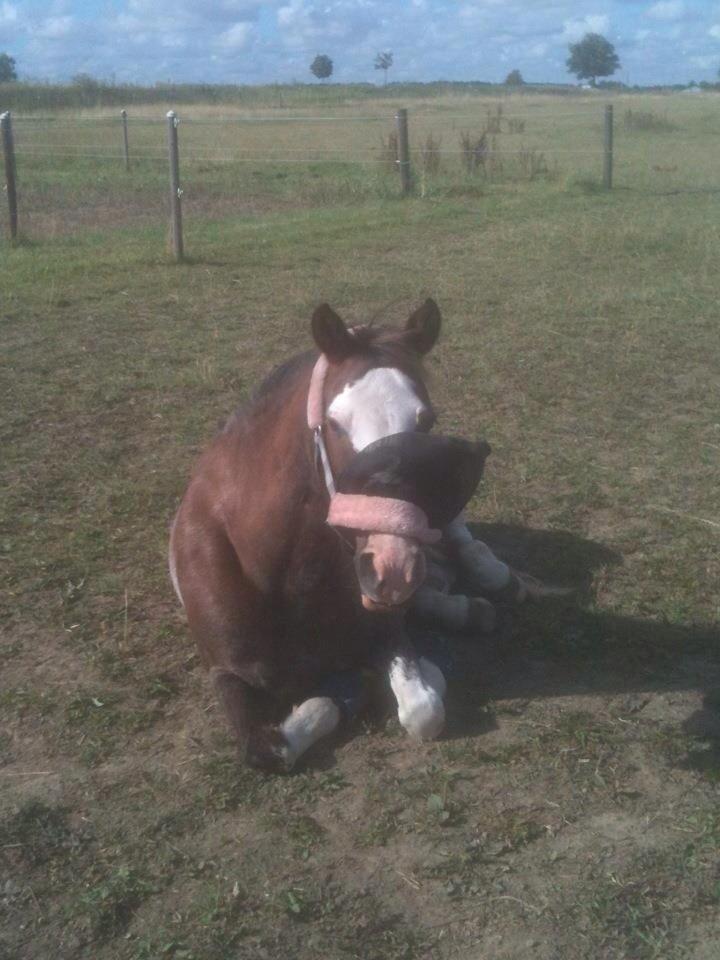 Anden særlig race Solvanggaards Snoopy billede 18