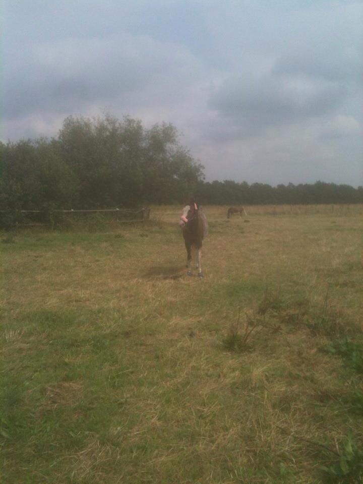 Anden særlig race Solvanggaards Snoopy billede 19